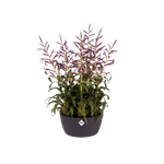 brussels schaal 23cm antraciet